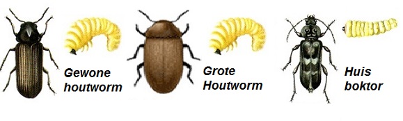 Houtwormbestrijding